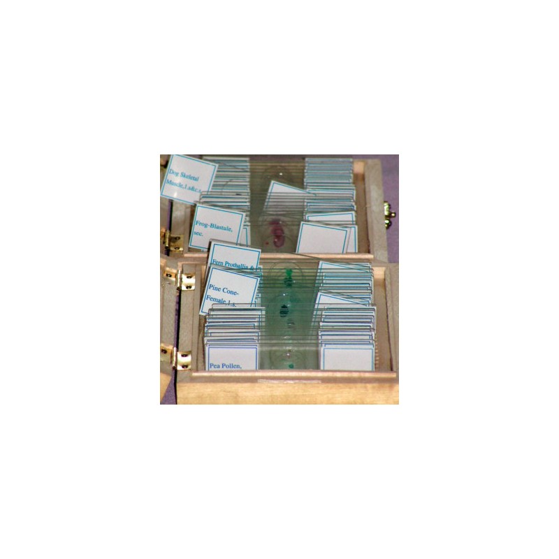 Lame Preparate Microscop - Mix E